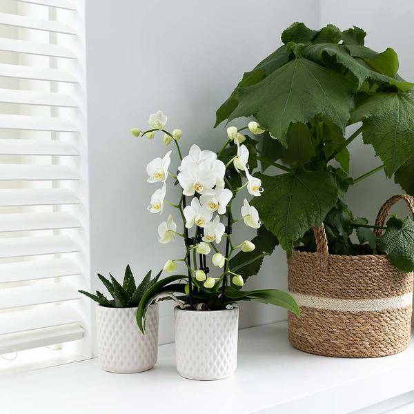 Weiße Phalaenopsis-Orchidee Niagara Fall – Ø9cm – Blühende Zimmerpflanze – Luxuriöse, langlebige weiße Blüten – 35-40cm hoch – Plant