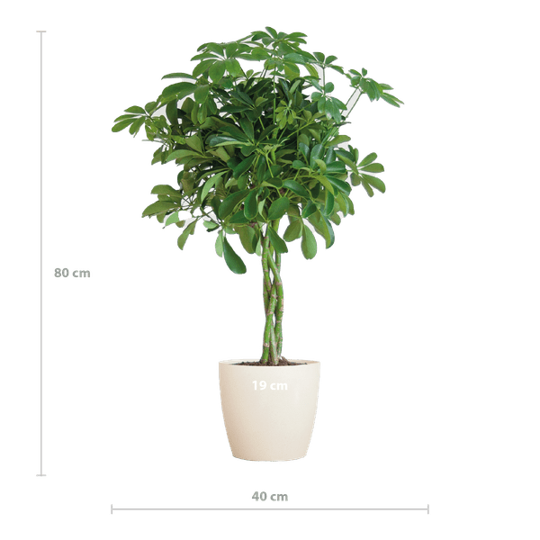 Schefflera Arboricola Nora – Birkenfeige – Zimmerpflanze inkl. Übertopf – ↕70cm – Ø21cm – Handförmige Blätter – Pflegeleicht & dekorativ – Plant