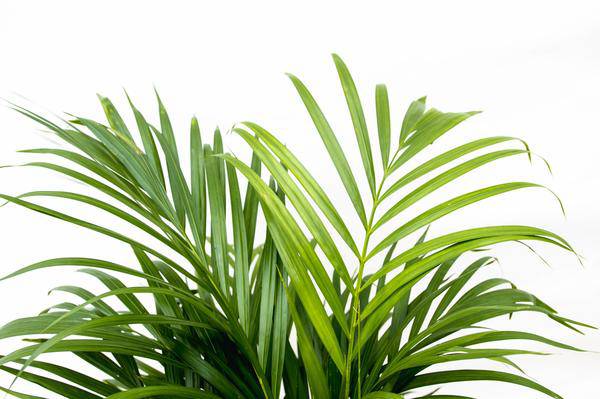 Goldfruchtpalme – Dypsis Lutescens – Areca – Palme – Zimmerpflanze 150cm – Ø24cm – Tropische Grünpflanze mit eleganten Wedeln – Pflegeleicht – Plant