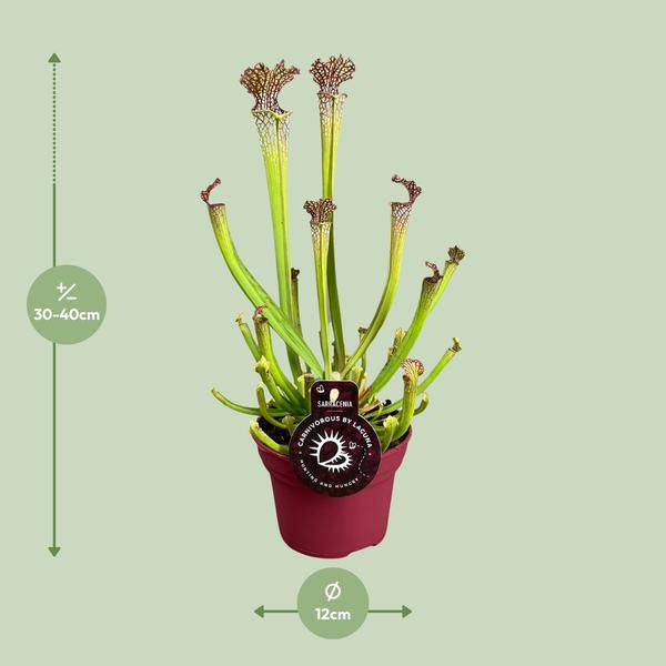 Fleischfressende Pflanze – Sarracenia Farnhamii – Ø12cm – ↕40cm – Exotische Schlauchpflanze für Innenräume – Pflegeleichte Karnivore Zimmerpflanze – Plant