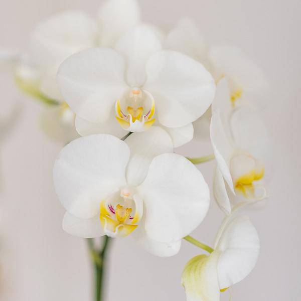 Amabilis Orchidee Weiß – Zimmerpflanze Ø9cm – inkl. Candy – Übertopf Blau – Elegante Orchidee mit 2-3 Blütenstielen – Plant