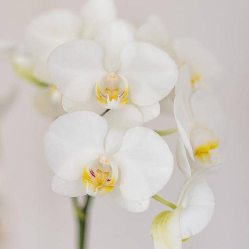 Amabilis Orchidee Weiß – Zimmerpflanze Ø9cm – inkl. Candy – Übertopf Blau – Elegante Orchidee mit 2-3 Blütenstielen – Plant