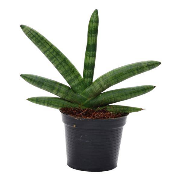Sansevieria Skyline – Bogenhanf – Zimmerpflanze – Höhe ca. 25cm – Ø10,5cm – Pflegeleichte Grünpflanze für Innenräume – Plant