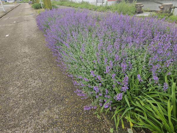 Nepeta 'Walker's Low' – Katzenminze – Lavendelblaue Blüten – Silbergrünes Laub – Pflegeleichte Staude – Sonnig – Bienen & Schmetterlinge – Plant