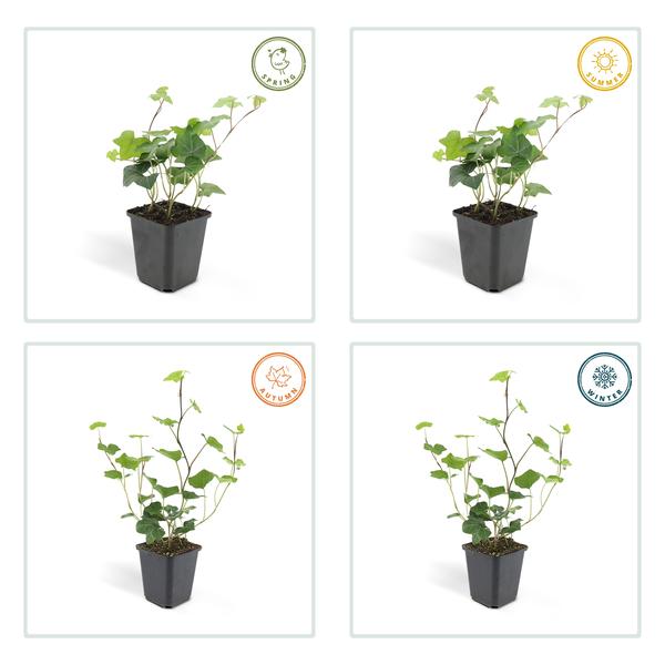 Großblättriger Irischer Efeu Hedera hibernica – Kletterpflanze & Bodendecker – Ø9cm – ↕10-25cm – pflegeleicht & robust – Plant