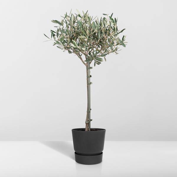 Olivenbaum Olea europaea – Mediterrane Zimmer – & Terrassenpflanze – Höhe ca. 90cm – Ø19cm – Immergrün & dekorativ – Robust & pflegeleicht – Plant