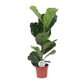 Ficus lyrata – Geigen – Feige – Zimmerpflanze – Luftreinigend – Dekorativ – Ø17cm – Höhe ca. 60cm – Pflegeleicht – Wohnzimmerpflanze – Plant