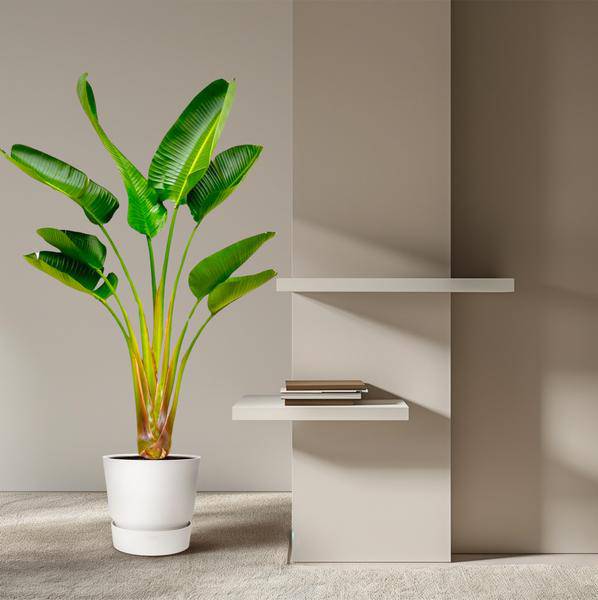 Baum – Strelitzie – Strelitzia Augusta – ca. 160cm hoch – Ø24cm – Exotische Zimmerpflanze mit großen Blättern – Plant