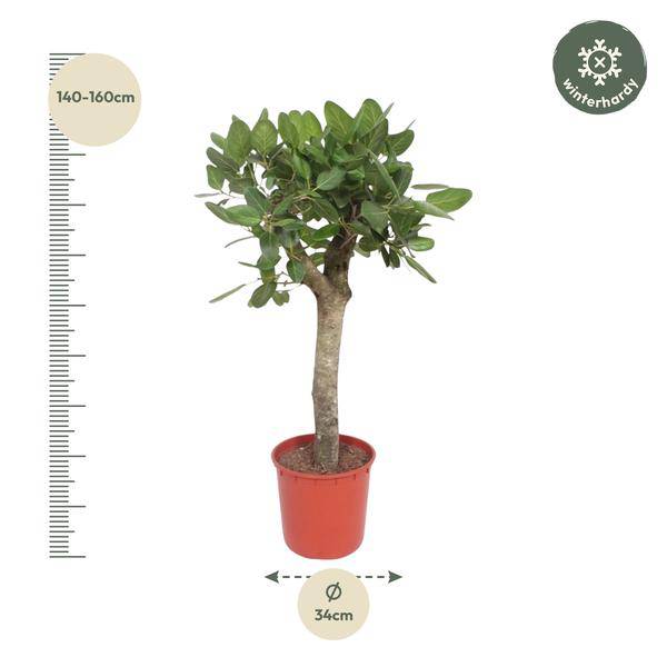 Ficus Benghalensis – Banyan – Feige auf Stamm – ca. 150cm Höhe – Zimmerpflanze mit großen glänzenden Blättern – Topfgröße Ø34cm – Elegante Innenraum – Plant