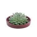 Sukkulente Echeveria Pulidonis Rootless Zimmerpflanze Ø20cm ↕5cm – pflegeleichte Sukkulente für Wohnzimmer, Büro & helle Standorte kaufen – Plant