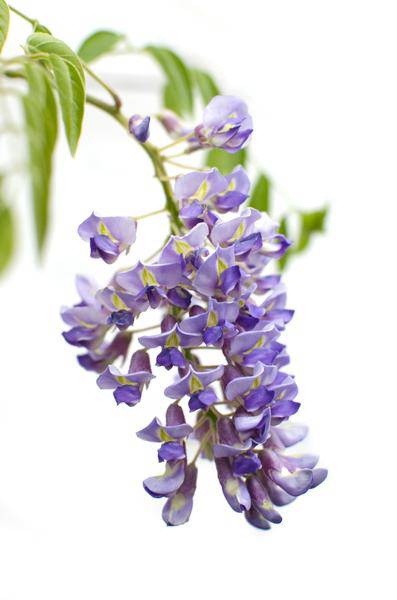 Chinesischer Blauregen Wisteria sinensis 'Prolific' Gartenpflanze Ø15cm ↕65cm – winterharte Pflanze für Garten, Balkon, Terrasse, Kübel & Beet – Plant