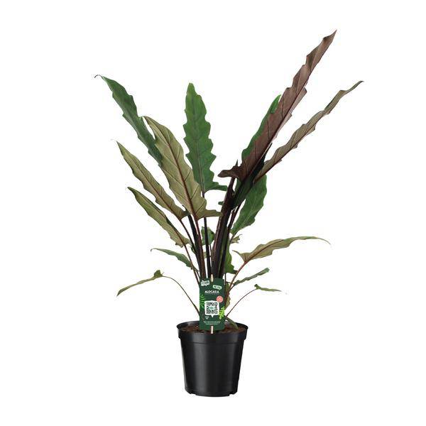 Elefantenohr Alocasia Lauterbachiana Zimmerpflanze Ø19cm ↕80cm – pflegeleichte Grünpflanze für Wohnzimmer, Büro & helle Standorte kaufen – Plant