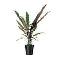 Elefantenohr Alocasia Lauterbachiana Zimmerpflanze Ø19cm ↕80cm – pflegeleichte Grünpflanze für Wohnzimmer, Büro & helle Standorte kaufen – Plant
