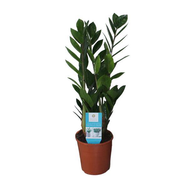 Glücksfeder Zamioculcas Zamiifolia Zimmerpflanze Ø14cm ↕55cm – pflegeleichte Grünpflanze für Wohnzimmer, Büro & helle Standorte kaufen – Plant