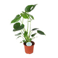 Köstliches Fensterblatt Monstera Deliciosa Zimmerpflanze Ø14cm ↕45cm – pflegeleichte Grünpflanze für Wohnzimmer, Büro & helle Standorte kaufen – Plant
