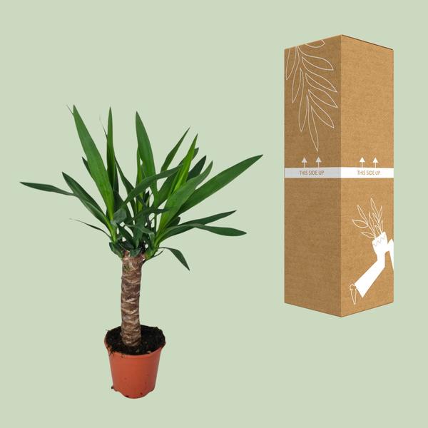 Palmlilie – Yucca – Zimmerpflanze – Ø14cm – ca. 60cm hoch – pflegeleichte Wüstenpflanze – dekorative Yucca Palme mit luftreinigenden Eigenschaften – Plant