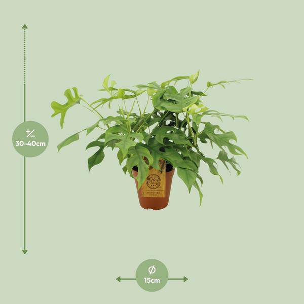 Fensterblatt Monstera Minima – Zimmerpflanze – Ø15cm – 40cm hoch – Halbschatten – Pflegeleicht – Gefensterte Blätter – Plant
