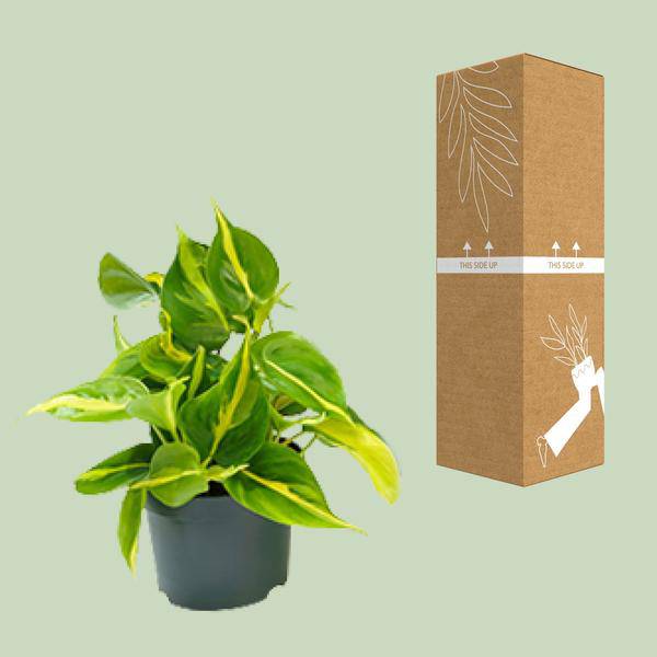 Philodendron Scandens Brasil – Zimmerpflanze – Ø12cm – Höhe ca. 20cm – Glänzende Blätter – Pflegeleicht & Halbschatten – Liebhaber – Plant
