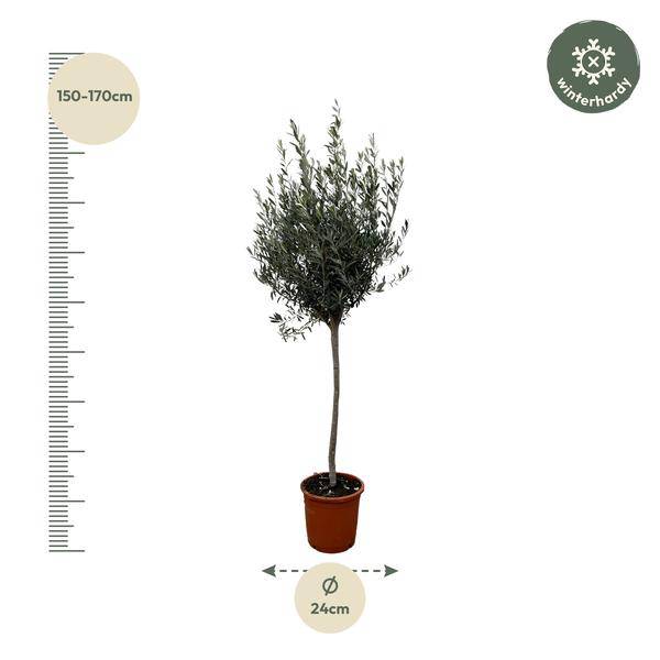 Olivenbaum Gartenpflanze Ø24cm ↕160cm – Pflanze für Garten, Balkon, Terrasse, Kübel & Beet online kaufen – Plant