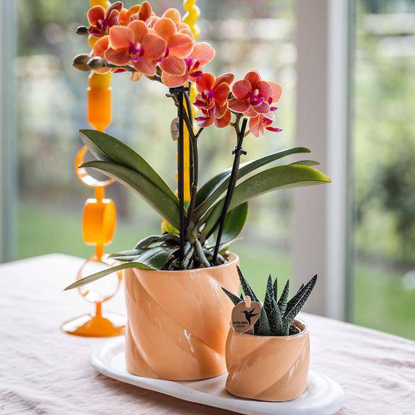 Phalaenopsis Orchidee Orange mit Grünpflanze im Candy Ziertopf auf weißem Bio – Tablett – Zimmerpflanzen Set – Geschenkidee – Dekoration – Plant