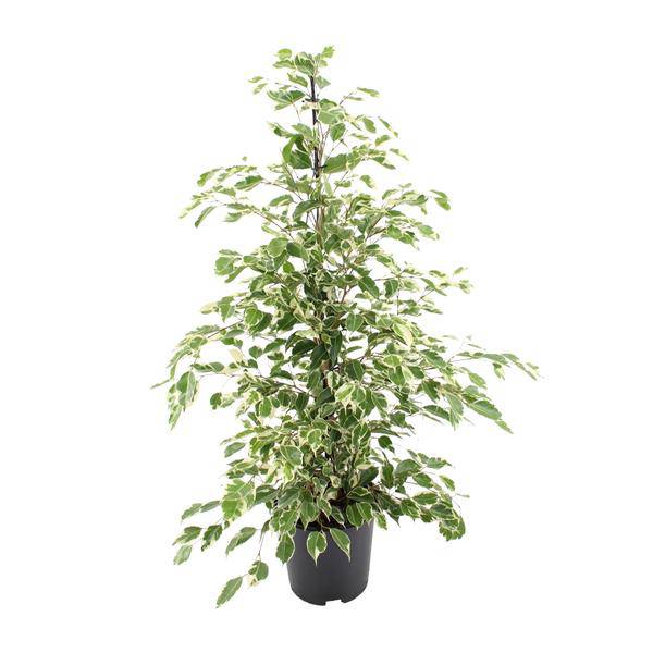 Bikrenfeige Ficus benjamina 'Twilight' – Zimmerpflanze – ca. 95cm Höhe – Eleganter, grüner Blickfang für helle Innenräume – Plant