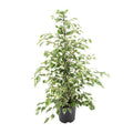 Bikrenfeige Ficus benjamina 'Twilight' – Zimmerpflanze – ca. 95cm Höhe – Eleganter, grüner Blickfang für helle Innenräume – Plant