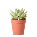 Sukkulente Echeveria Miranda – Grüne Zimmerpflanze – Rosettenform – Ø9cm – Pflegeleicht & Dekorativ – Plant