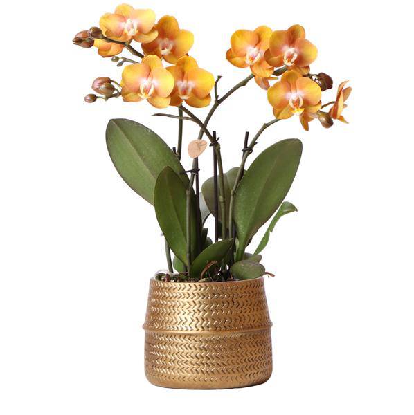 Phalaenopsis Orchidee Las Vegas Zimmerpflanze Ø12cm – blühende Orchidee für Wohnzimmer, Büro & helle Standorte kaufen – Plant