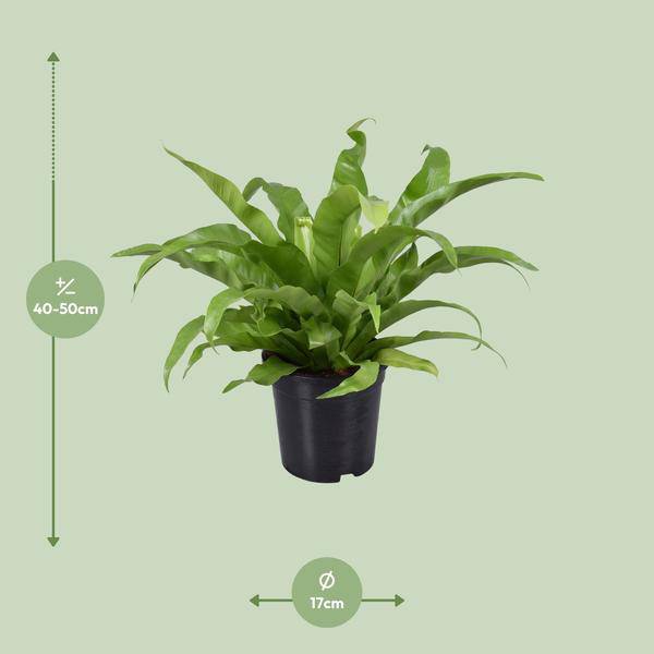 Nestfarn – Asplenium Antiquum – Zimmerpflanze – Ø17cm – ca. 45cm hoch – pflegeleichte luftreinigende Grünpflanze für Zuhause & Büro – Plant