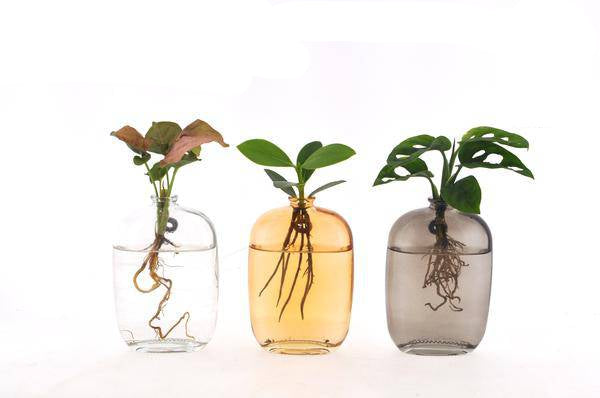 Zimmerpflanzen Mix im Santiago Glas – Hydroponie Wanddeko – 3 Pflanzen – Ø7cm – Höhe ca. 10cm – Plant
