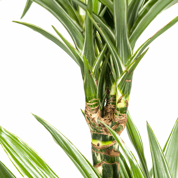 Dracaena Deremensis White Stripe – Drachenbaum – Ø19cm – ↕70-90cm – Elegante Zimmerpflanze mit weißen Blattstreifen – Pflegeleicht & luftreinigend – Plant