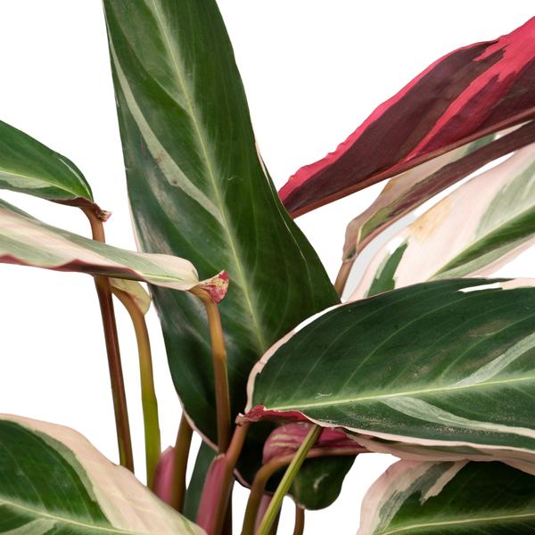 Calathea Triostar – Ø17cm H60cm – Tropische Zimmerpflanze mit rosa – grün – weißem Blattmuster – Pflegeleicht – Für indirektes Licht – Luftreinigend – Plant
