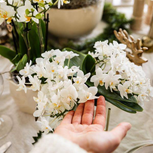 Weiße Orchidee 'Nazaré' Zimmerpflanze Ø9cm – blühende Orchidee für Wohnzimmer, Büro & helle Standorte kaufen – Plant
