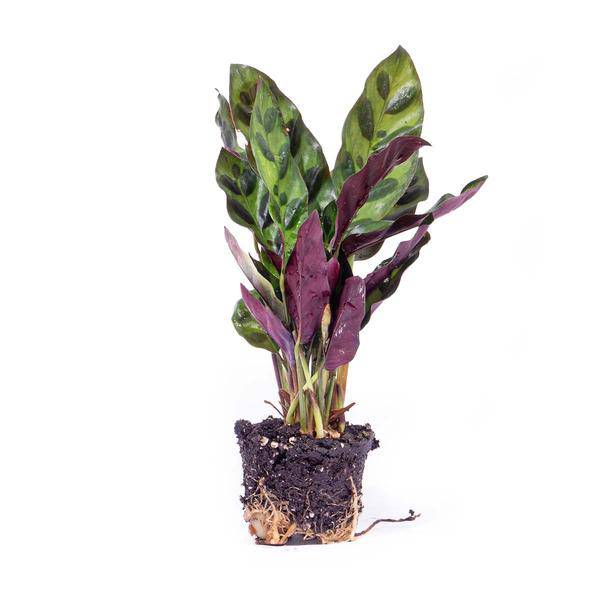 Pfauenpflanze Calathea Lancifolia Zimmerpflanze Ø6cm – pflegeleichte Grünpflanze für Wohnzimmer, Büro & helle Standorte kaufen – Plant