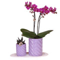 Phalaenopsis Orchidee Orange + grüne Pflanze im Geschenkset – Candy Zierpflanzentöpfe auf weißem Tablett – Zimmerpflanzen – Fröhlich & modern – Plant