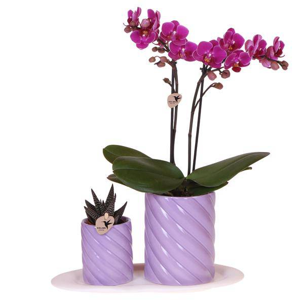 Phalaenopsis Orchidee Orange + grüne Pflanze im Geschenkset – Candy Zierpflanzentöpfe auf weißem Tablett – Zimmerpflanzen – Fröhlich & modern – Plant