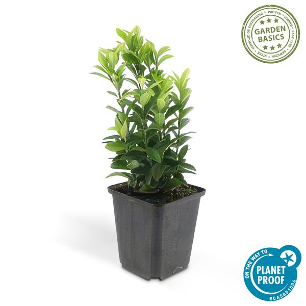 Japanischer Spindelstrauch Euonymus japonicus 'Green Spire' – 60 Pflanzen – ↕10-25cm – Ø9cm – Immergrüner Heckenstrauch & Solitärpflanze – Pflegeleicht & schnittverträglich – Sonne & Schatten – Plant
