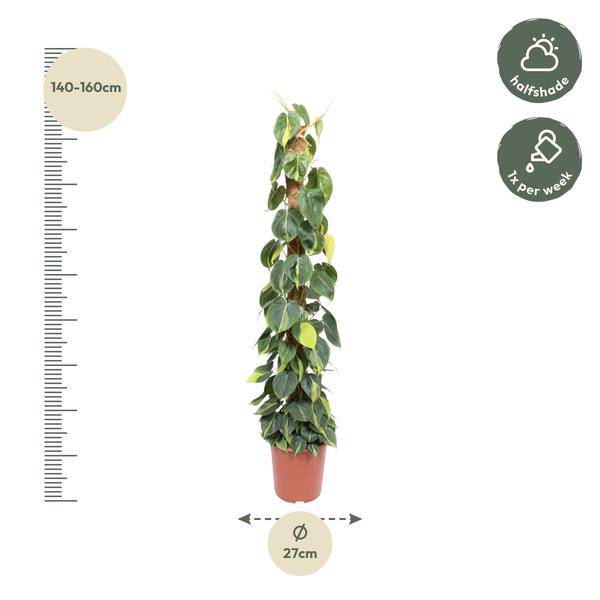 Baumfreund – Philodendron Scandens Brasil 150cm – Ø27cm – Kletterpflanze mit Moosstock – Herzförmige Blätter – Plant
