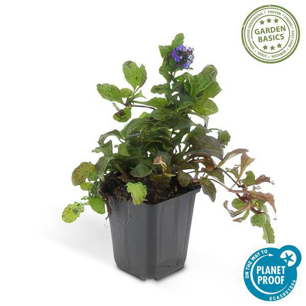 Kriechender Günsel Ajuga reptans – ↕10-25cm – Ø9cm – Bodendecker – Halbschatten & Schatten – Blühend & pflegeleicht – Plant