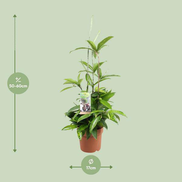 Drachenbaum Dracaena Surculosa Zimmerpflanze Ø17cm ↕55cm – pflegeleichte Grünpflanze für Wohnzimmer, Büro & helle Standorte kaufen – Plant