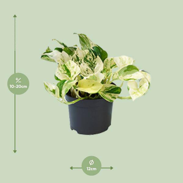 Weiß – bunte Efeutute – Epipremnum 'Happy Leaf' – Ø12cm x H15cm – Panaschierte Zimmerpflanze – Pflegeleicht – Für Halbschatten – Im Pflanztopf – Plant