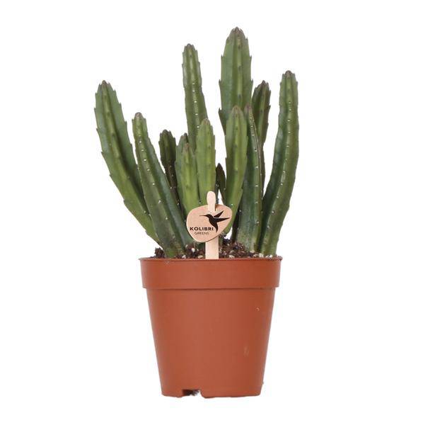 Stapelia Zimmerpflanze Ø9cm – pflegeleichte Sukkulente für Wohnzimmer, Büro & helle Standorte kaufen – Plant