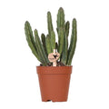 Stapelia Zimmerpflanze Ø9cm – pflegeleichte Sukkulente für Wohnzimmer, Büro & helle Standorte kaufen – Plant