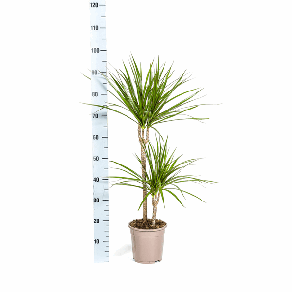 Dracaena Marginata Green – Drachenbaum – Ø19cm – ↕70-90cm – Schlanke Zimmerpflanze mit dunkelgrünen Blättern – Pflegeleicht & luftreinigend – Plant