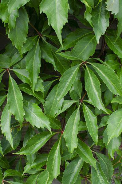 Wilder Wein Parthenocissus quinquefolia ‘Engelmannii’ Kletterpflanze Ø15cm ↕65cm – winterharte Pflanze für Garten, Balkon, Terrasse, Kübel & Beet – Plant