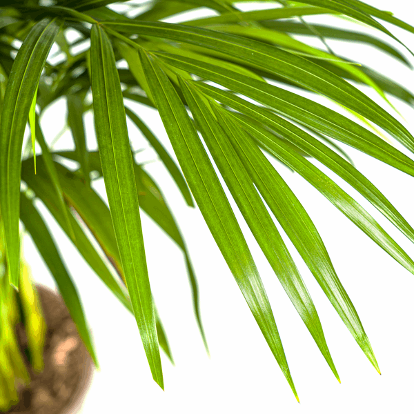 Dypsis Areca Lutescens – Goldpalme Ø21cm – Höhe 100-120cm – Luftreinigende Zimmerpflanze mit federartigen Blättern – Tropische Areca – Plant