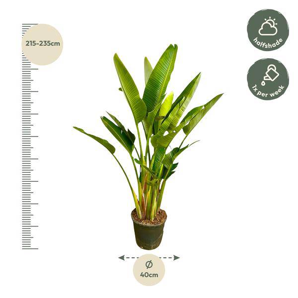 Baum – Strelitzie – Strelitzia Augusta mehrstämmig XXL – 225cm – Ø40cm – Weißer Paradiesvogel