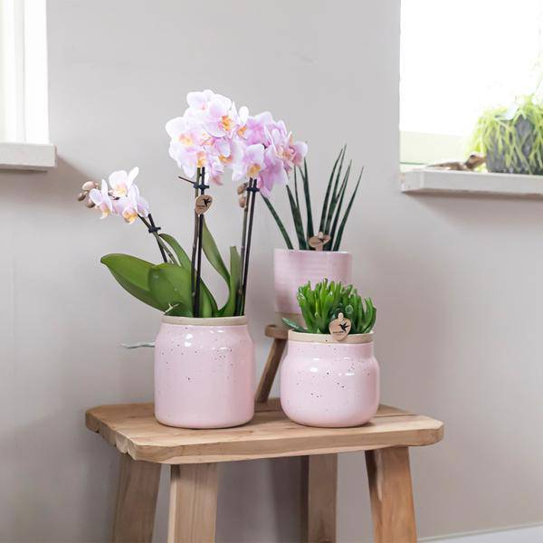 Orchideen Überraschungsbox – 4 Pflanzen Ø9cm – Frische Phalaenopsis Orchideen direkt vom Züchter – Pflegeleichte Zimmerpflanzen – Plant