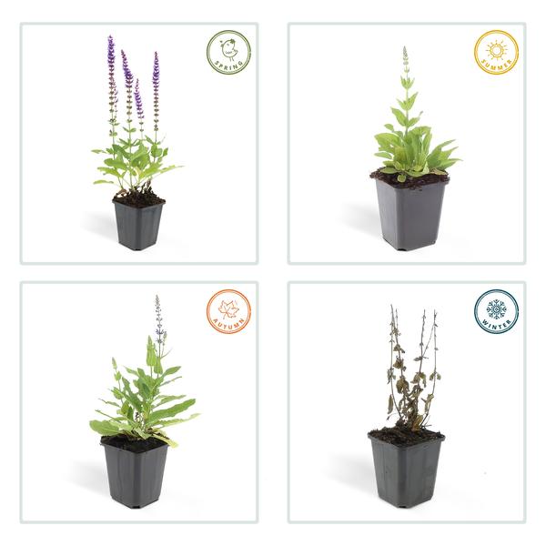 Blüten – Salbei – Salvia nemorosa 'Ostfriesland' – ↕10-25cm – Ø9cm – Lila Blüten – Pflegeleichte Staude – Sonniger Standort – Plant