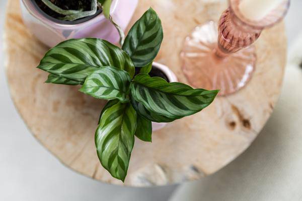 Korbmarante – Calathea – Zimmerpflanze – Ø9cm – Dekopflanze mit auffälligem Blattmuster – Pflegeleichte luftreinigende Pflanze für Wohnzimmer & Büro – Plant